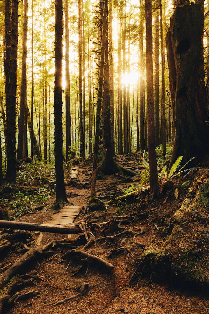 Warm Amber & Woods